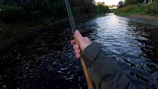 5 1/2lb Atlantic Salmon on the River Strule 23/09/2018 screenshot 5