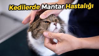 Kedilerde Mantar Hastalığı (KEDİ MANTAR TEDAVİSİ VE ÖNLENMESİ)