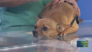 Pet Expert: Advice On Treating 'Kennel Cough'