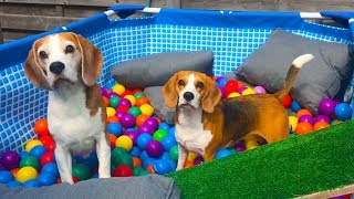 💦🌞DOGS GET POOL BALL PIT SURPRISE🌞💦 : Funny Dogs Louie and Marie