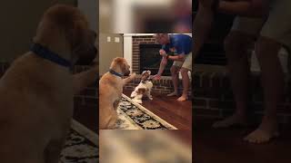 Funny Golden Pup Tries to Help Pup Get Treat! #Dogs #Shorts