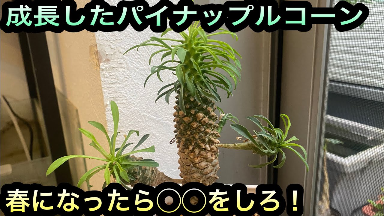多肉植物】パイナップルコーン(ユーフォルビア・キリンソテツ)の春の