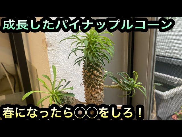 多肉植物】パイナップルコーン(ユーフォルビア・キリンソテツ)の春の