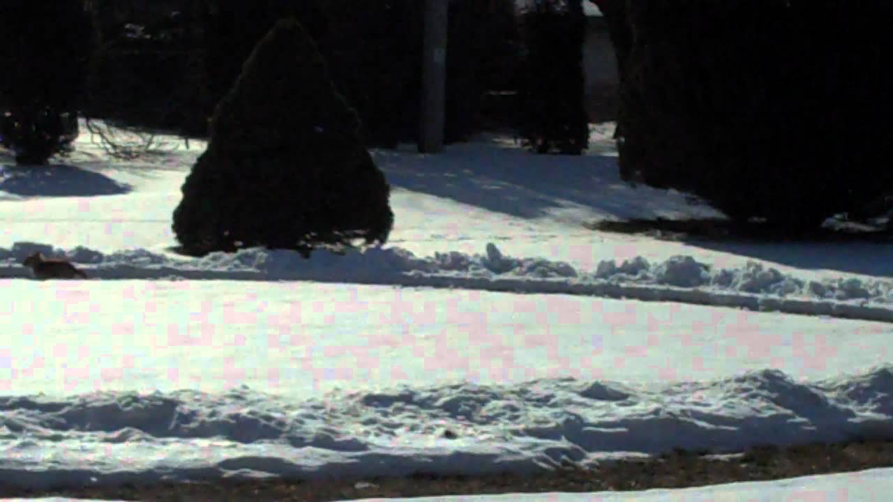 daytime-puppy-track-youtube