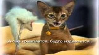 461 видео смотреть онлайн животные приколы 461 видео смотреть онлайн животные приколы