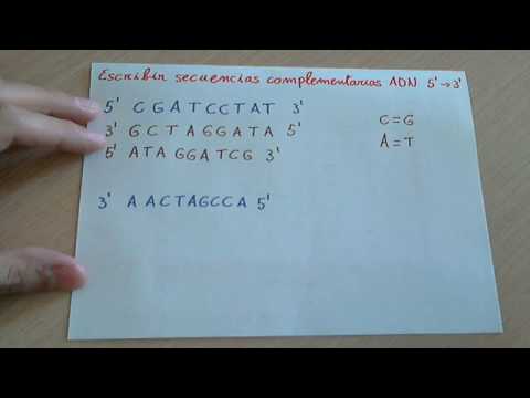 Vídeo: Quina és la seqüència complementària de la cadena d'ARN Ucgaugg?