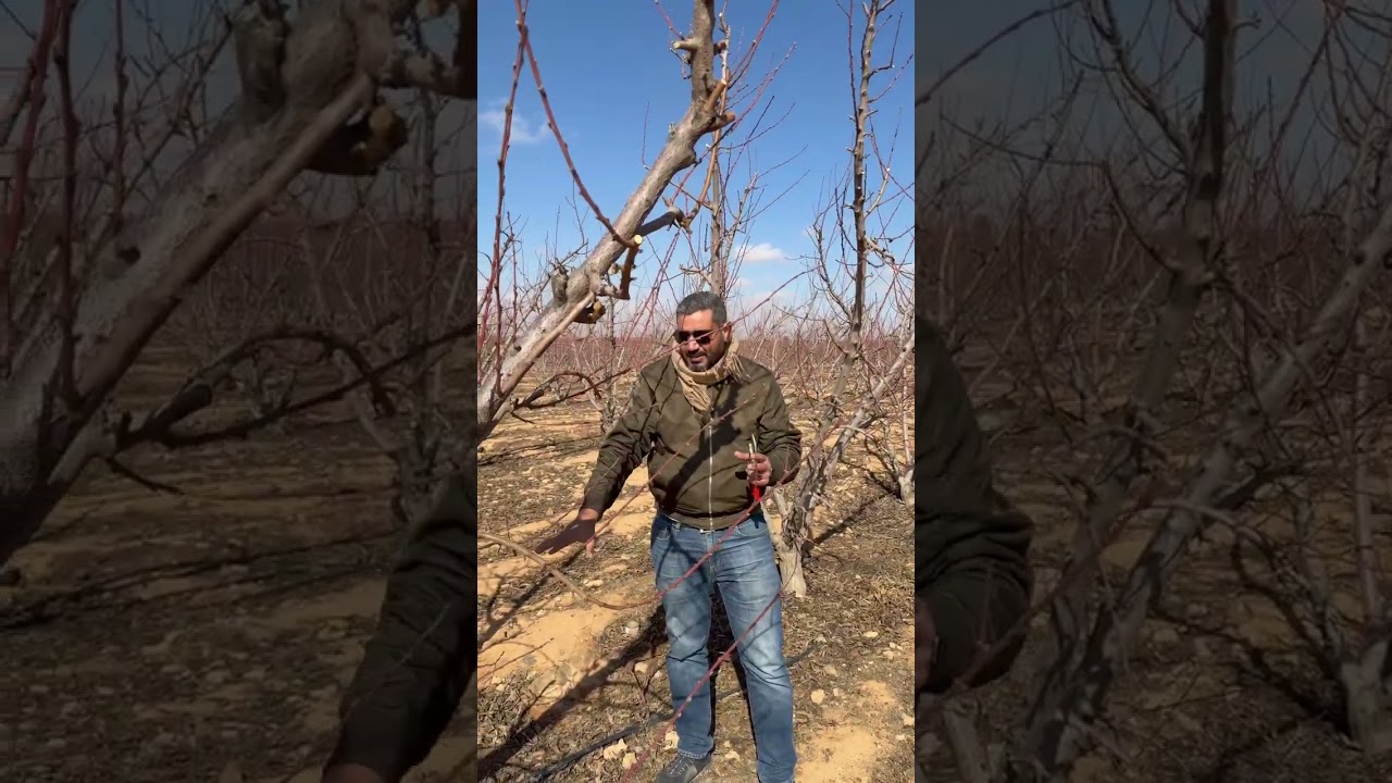 تقليم الأشجار #اكسبلور #زراعة #زراعة_ذكية #اكسبلور #نصائح_زراعية #agriculture 