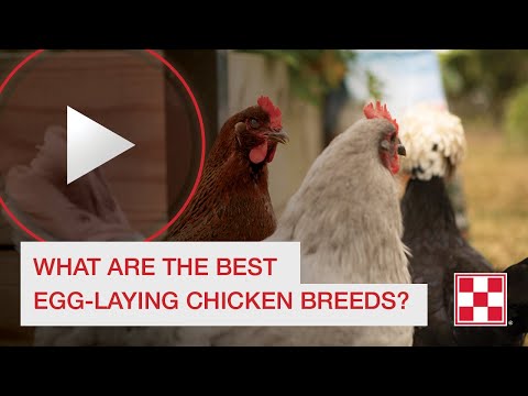 최고의 알을 낳는 닭 품종은 무엇입니까?