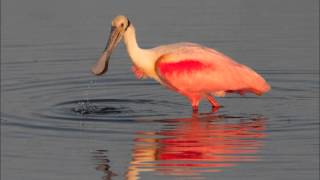 Bird Photography by Raul Quinones