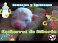 CACHORROS DE BIBERÓN - Consejos, cuidados, opinión