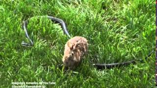 Coneja Pelea Contra Víbora Para Salvar A Su Cría