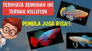 PEMULA WAJIB NONTON!! CARA BUDIDAYA KILLIFISH (2022) #Part 2- TRIK RAHASIA TERNAK KILLIFISH