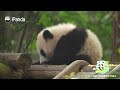 This Panda's Favorite Thing? The Swing! | iPanda