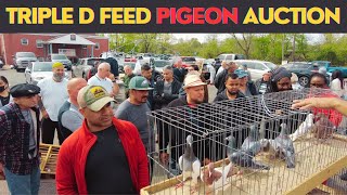 Pigeon Auctions (Real Prices & Birds) Triple D Feed 2023