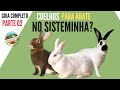 Criação de Coelhos, uma Proposta para o Sisteminha - parte 02