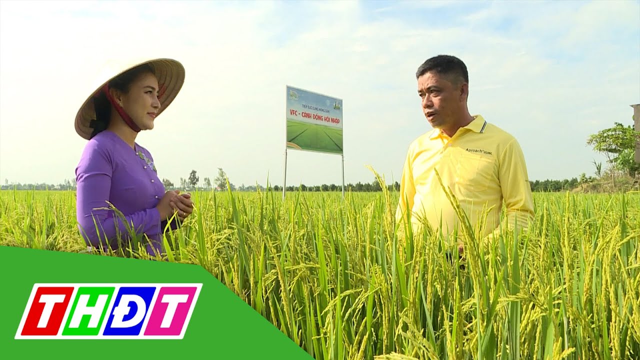 VFC Cánh đồng Hội nhập 2022 số 29 - 27/8/2022 | Lúa... - youtube