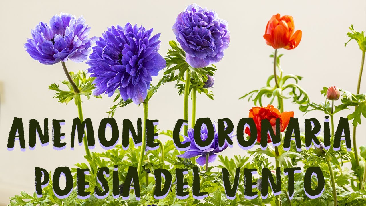 Anemone Coronaria, ecco il fiore del vento!