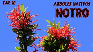 Serie Árboles Nativos De Argentina - Notro Embothrium Coccineum - Capítulo 18