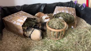 Guinea pigs inspect their new hay bags