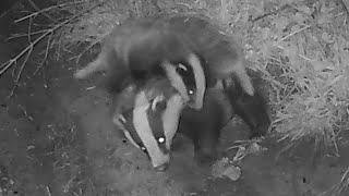 New Forest Explorers Guide - Badger cubs give mum no rest