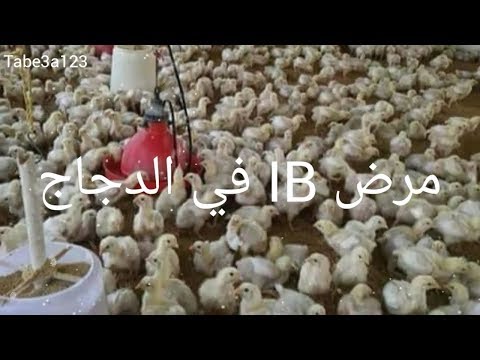 مرض  الأي بي أو التهاب القصبة الهوائيةفي الدواجن امراض الدجاج