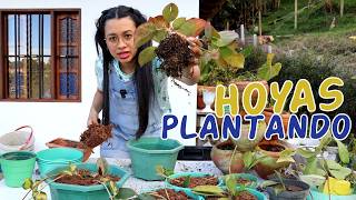 Plantando todas mis Hoyas Carnosas: salió mejor de lo que esperaba │Candy Bu