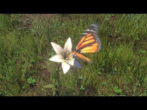 Bonnet Springs - Butterfly