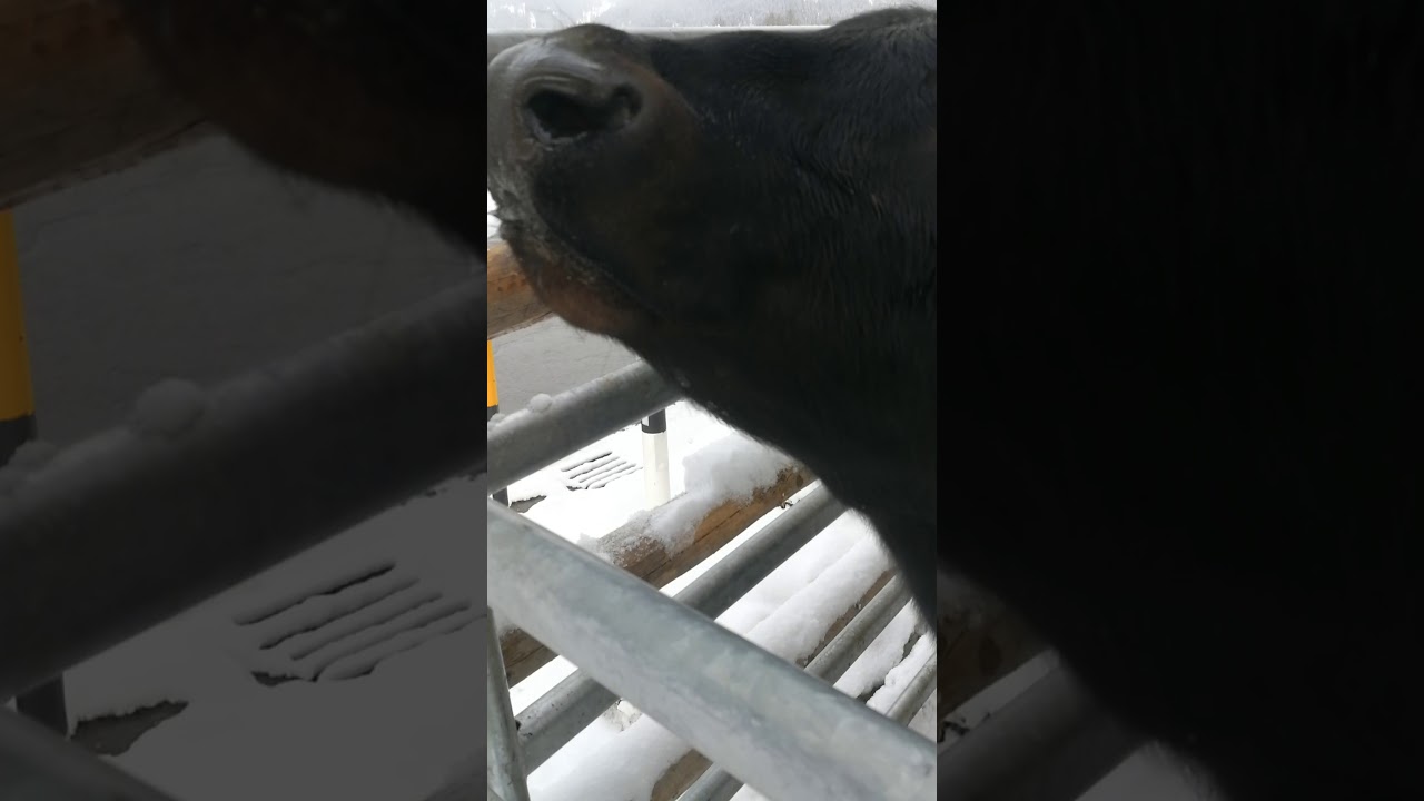 Being a cow is a compliment