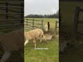 Hilarious Alpacas LOVE Jumping Over Puddles mp3