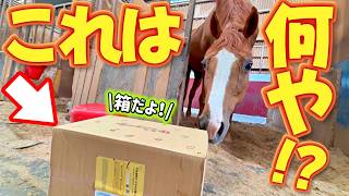 引退競走馬きんちゃんに謎の小包が届きました…。中身はいったい何！？【ツルマルボーイ様のシモベ】