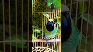 Cak ijo atau cungkok ? #cakijogacor #cucakijogacor #cucakcungkokgacor