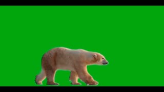 Green Screen Urso Polar.