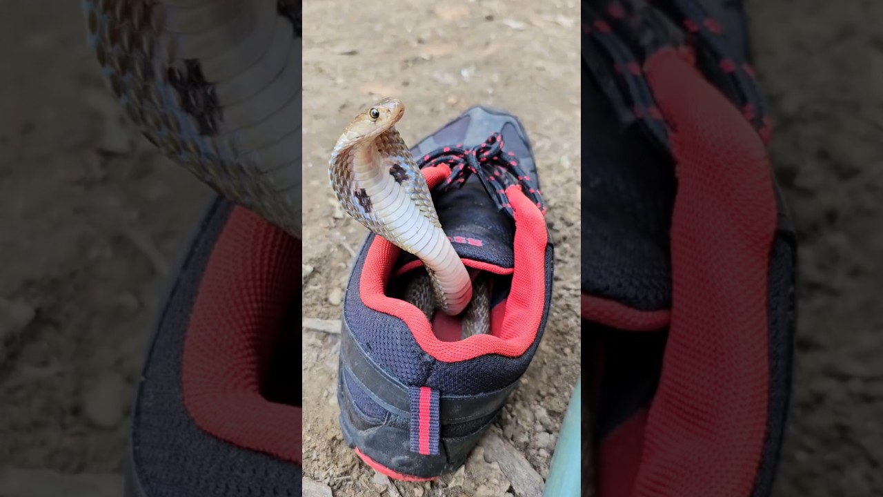 Cobra Surprise in a Shoe! 