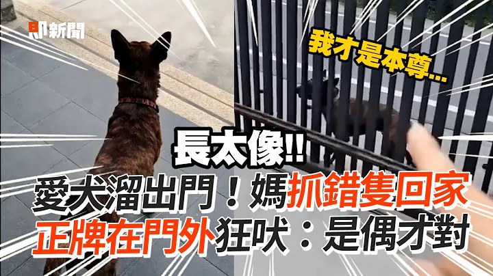 爱犬溜出门！妈抓错只回家　正牌汪门外火大狂吠🤬｜宠物动物｜狗狗｜搞笑 - 天天要闻