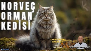 Norveç Orman Kedisi Yaygın Sağlık Sorunları