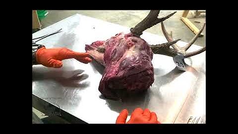 How to remove Lymph Nodes for CWD Testing