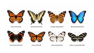 Every Type of Butterfly Explained in 6 Minutes
