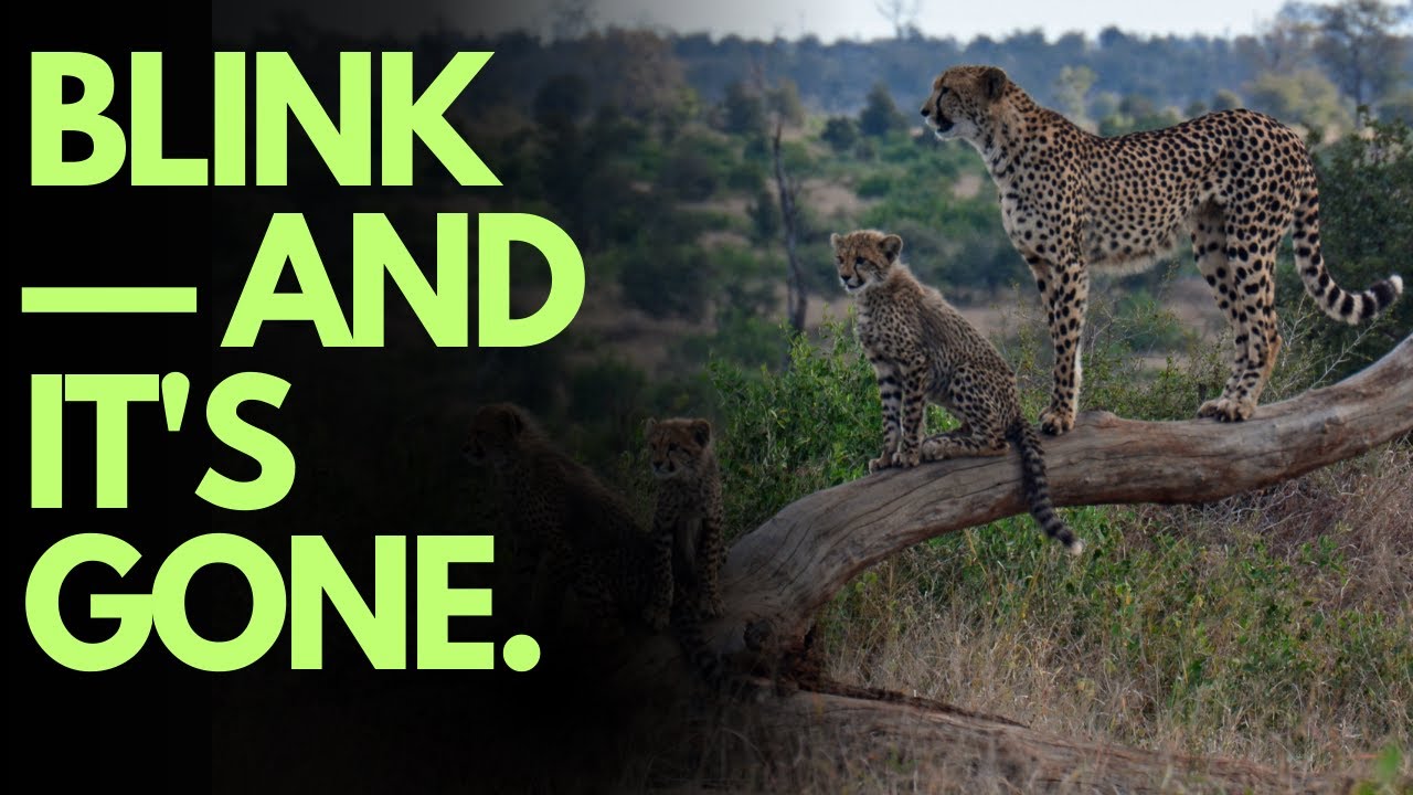 Adapted to Hunt: The Fastest Predator on Earth