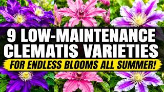 9 Low-Maintenance Clematis Varieties for Endless Blooms All Summer!🍀