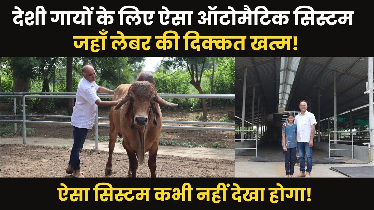 5 пастухов для более 100 коров породы Гир || Молочная ферма Мадхави в Гуджарате — пример менеджме...