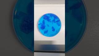 Growing Copper Sulfate Crystals! #experiment #science #chemistry #scienceshorts #scienceexperiment