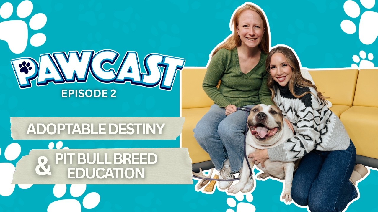 ADOPTABLE DESTINY | Pit Bull Breed Education | PAWCAST EP. 2