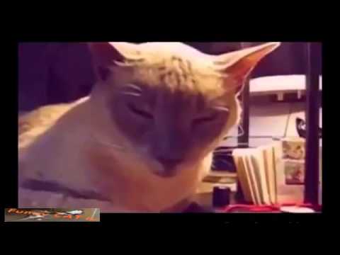 funky-and-crazy-cat-actions-compilation-of-all-time