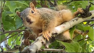 A Fearless Squirrel by Gumby's Imperial Media 533 views 4 weeks ago 2 minutes, 54 seconds