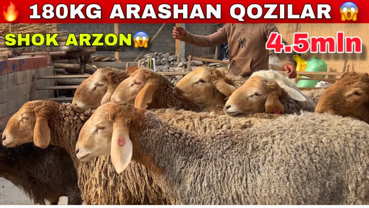 🇰🇬 Bishkekdan 180KG BO‘LADIGAN ARASHAN QOZILAR SHOK ARZON 😱