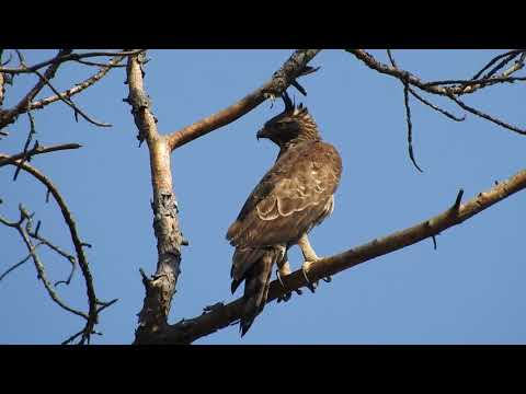 Mountain Hawk Eagle
