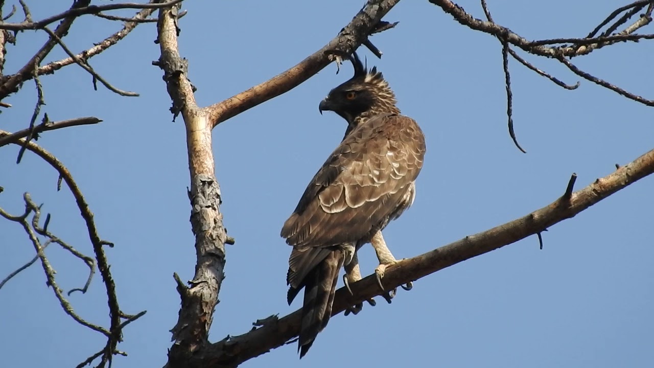 Mountain Hawk Eagle