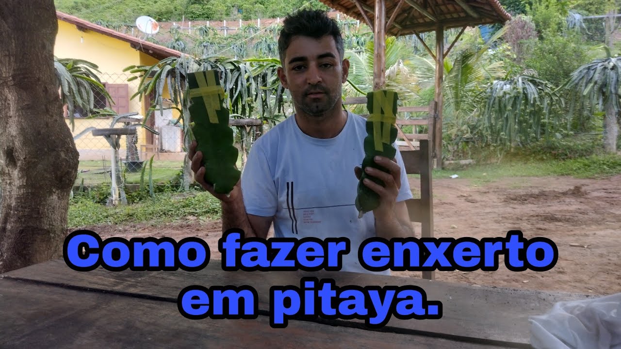 Cinco tipos de enxertos em pitayas.