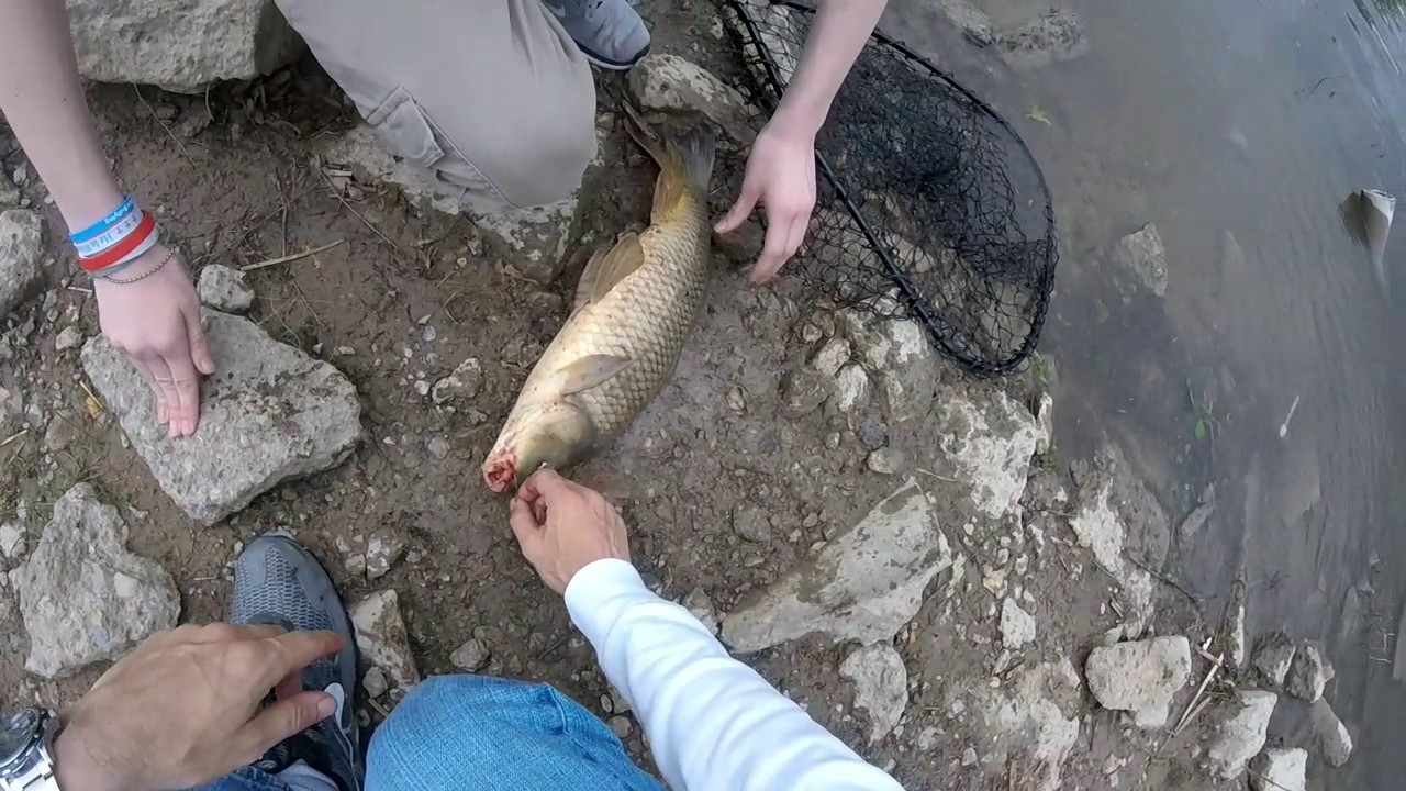 Carp fishing in rivers and bait YouTube