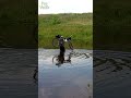 З велосипедом через річку 🚴 #shorts 3